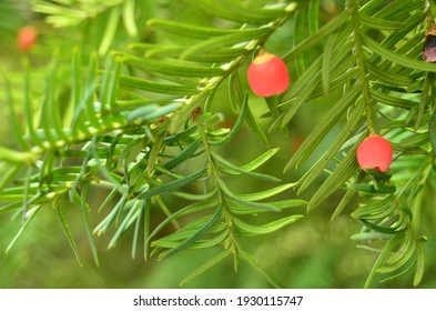 details of a pine tree