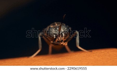 Details of a Soldier Fly perched on an orange surface. Hermetia illucens