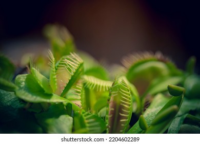 Details Of Some Flytraps Plant With A Open And Closed Mouth