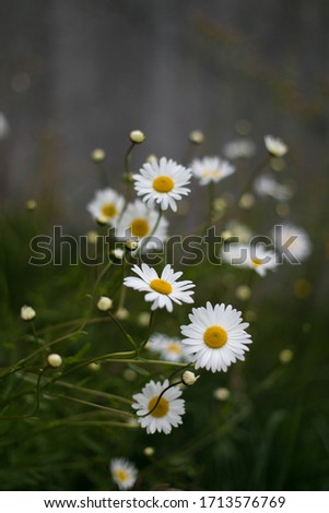 Similar – Image, Stock Photo camomile bush Fragrance