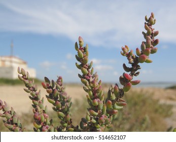 Details Of Suaeda, In Natural Coastal Environment. Suaeda Is A Genus Of Plants Also Known As Seepweeds Or Seablites.