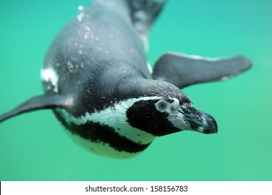 Details of a swimming humboldt penguin in captivity.