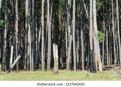 Details Of The Tree Trunks In A Pine Forest, San Gregorio De Polanco, Tacuarembo, Uruguay.