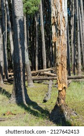 Details Of The Tree Trunks In A Pine Forest, San Gregorio De Polanco, Tacuarembo, Uruguay.