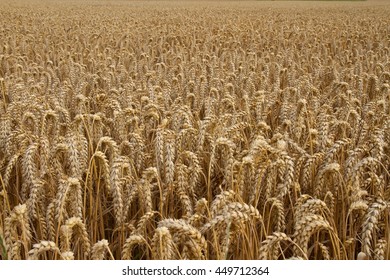 Details of a wheat field