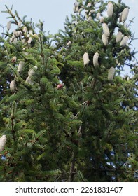 details of white green, young conifer cones on branches of spruce tree over summer sky, evergreen in Europe