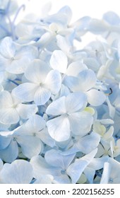 Details Of White Petals. Macro Photo Of Hydrangea Flower