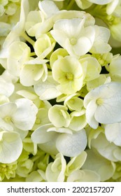 Details Of White Petals. Macro Photo Of Hydrangea Flower