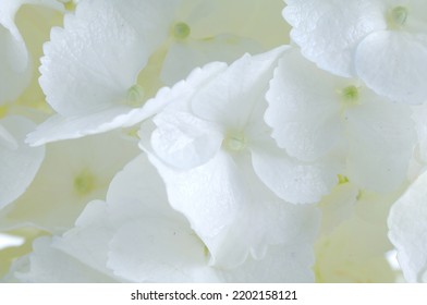 Details Of White Petals. Macro Photo Of Hydrangea Flower