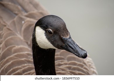 Details of a wild Canadian goose with background