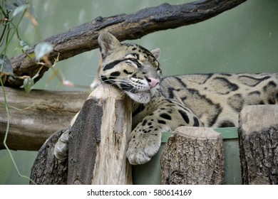 Details of a wild clouded leopard sleeping