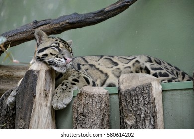Details of a wild clouded leopard sleeping