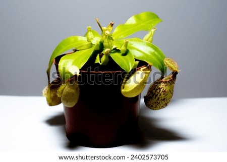 Detalied view  Nephentes Alata, carnivorous plant bug trap, monkey jar in a pot