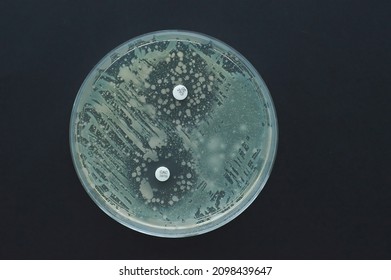 Detection Of Beta Lactamases By Diffusion Method Test For Escherichia Coli