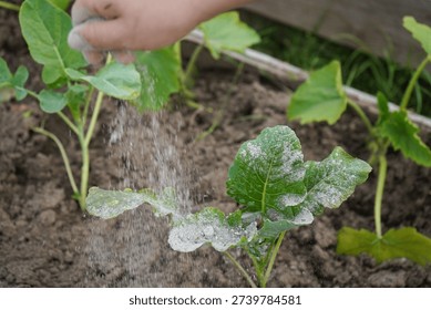 To deter harmful pests, a worker carefully dusts the cabbage crop with protective ashes.