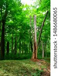 A deteriorated tree trunk stand upon a Native American Indian Burial Mound.  The straight shaped mound is located in a wooded area of Lizard Mound County Park in West Bend Wisconsin.  