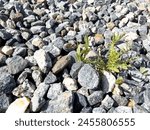 A determined display of nature will, this image shows weeds pushing through a rugged landscape of mixed gravel, contrasting the softness of organic life with the hardness of stone.