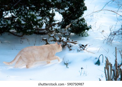 Determined House Cat Stalking Through High Snow