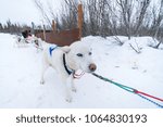 Determined Iditarod Alaskan Husky Dog Mushing Team