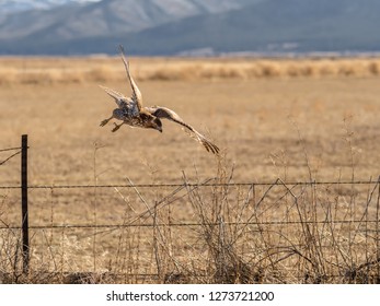 Determined Looking Hawk Diving Towards Its Prey In A Natural Setting.