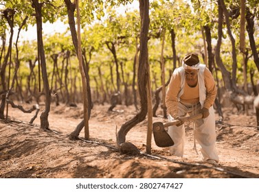 Determined Middle Eastern smallholder farmer in traditional white headwrap and clothing swings wooden handled hoe tool to dig and cultivate dry soil