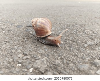 A determined snail with a beautifully patterned shell makes its way across the road