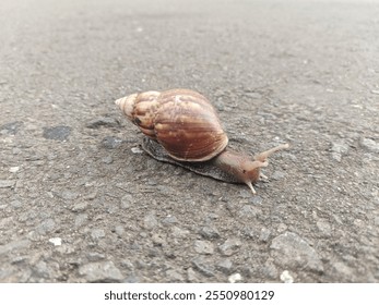 A determined snail with a beautifully patterned shell makes its way across the road