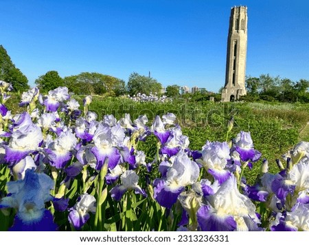 Detroit, MI, USA - 52623: 'Clarence' Bearded Iris in bloom in Oudoulf garden in late spring at Belle Isle State Park in Detroit Michigan with the Nancy Brown Peace Carillon Tower in the background