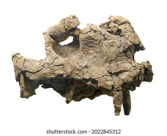 Deuterosaurus jubilaei (Nopcsa)    dinocephalian therapsids  late Paleozoic 