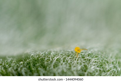 Deutersminthurus Pallipes Gobular Springtail Collembola