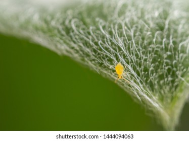 Deutersminthurus Pallipes Gobular Springtail Collembola