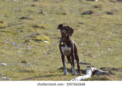 German Short Haired Pointer Stock Images Royalty Free Images