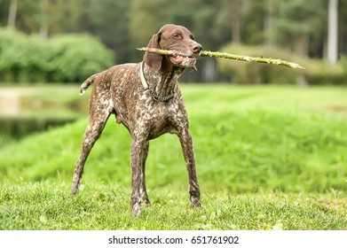 German Short Haired Pointer Images Stock Photos Vectors