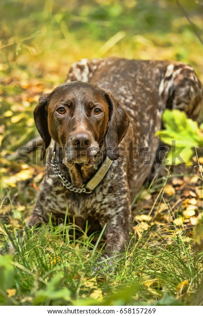 Deutsch Kurzhaar German Shorthaired Pointing Dog Stock Photo Edit