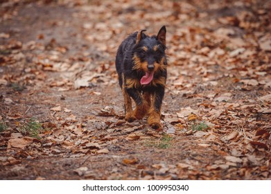 Deutscher Jagdterrier German Hunting Terrier Black Stock Photo ...