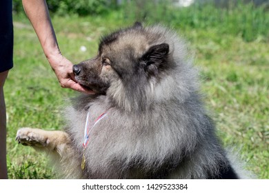 German Wolfspitz の画像 写真素材 ベクター画像 Shutterstock