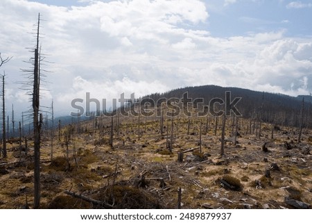 A devastated landscape in the mountains with a destroyed forest after a fire.
