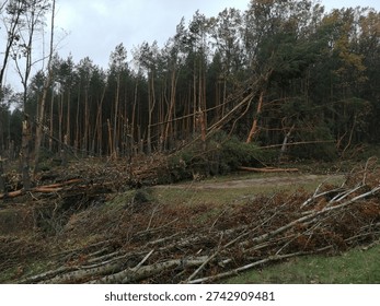 Devastated pine forest after a severe storm or hurricane: fallen trees, broken trunks, uprooted pines scattered across the ground in an autumn woodland. Chaotic scene of wind damage with snapped branches, fallen logs, and muddy paths, highlighting natural disaster impact, climate change effects, and forest destruction in late autumn.