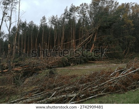 Devastated pine forest after a severe storm or hurricane: fallen trees, broken trunks, uprooted pines scattered across the ground in an autumn woodland. Chaotic scene of wind damage with snapped branches, fallen logs, and muddy paths, highlighting natural disaster impact, climate change effects, and forest destruction in late autumn.
