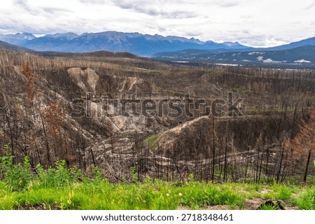 Devastating effects of a wildfire leaving burned trees and scorched earth in maligne canyon, jasper national park, alberta, with new green growth symbolizing resilience