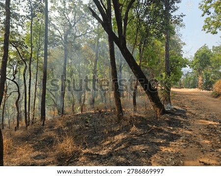 Devastating forest fire disaster shows burnt tree trunks and thick smoke covering landscape. Tragic destruction of environment threatens nature and wildlife habitat with severe ruin