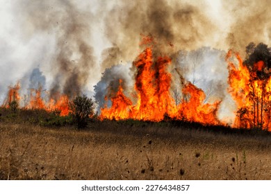A devastating forest wildfire with intense flames and thick smoke engulfing the trees and dry vegetation. Captured in Sicily, Italy, this severe natural problem highlights the escalating climate emergency and the profound impacts of global climate change. The destructive environmental footprint of such extreme fires serves as a stark visual reminder of similar catastrophic events occurring worldwide. From the Mediterranean regions of Greece, Crete, Spain, and Turkey, to the vast landscapes of Argentina, Brazil, Chile, and California, these widespread forest fires represent a critical threat to our planet's ecosystems.
