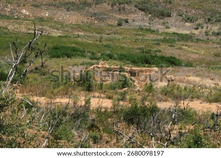 Devastating wildfire aftermath on Sir Lowry's Pass, South Africa.
