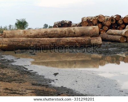 devastation of the Amazon forest