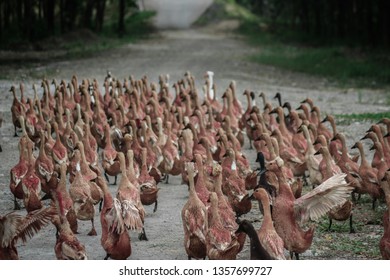 DEVELOPER OF DUCK