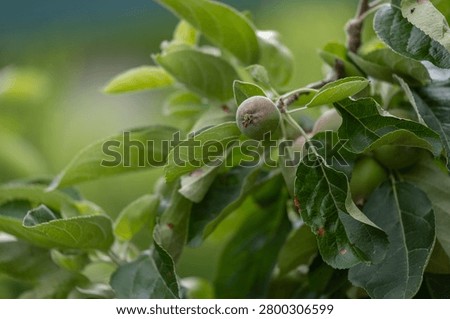 Developing apple fruit on a branch with leaves showing signs of insect feeding or environmental stress in a fruit orchard. The image illustrates early fruit development, orchard management, plant health monitoring, crop protection, and common challenges faced during the growing season. Suitable for horticulture publications, agricultural education, pest management articles, and orchard care content. 