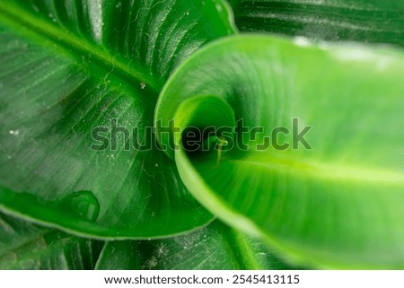 developing banana leaf, banana tree Musa acuminata, Musa tropicana.