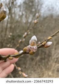 The developing catkins on Salix caprea (Goat Willow or Pussy Willow)