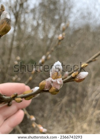 The developing catkins on Salix caprea (Goat Willow or Pussy Willow)