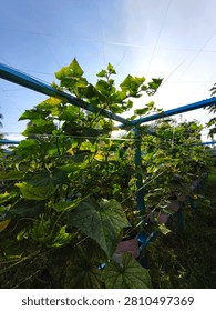 Developing Cucumber Vine Using Trellis Support